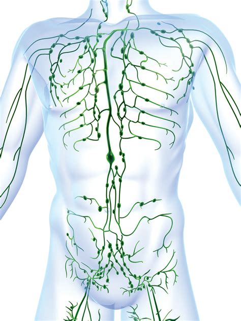 What Is The Lymphatic System Canada Lymphedema Framework