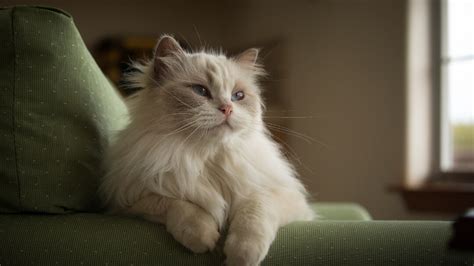 8 Fluffy Cat Breeds To Snuggle Up With Purina