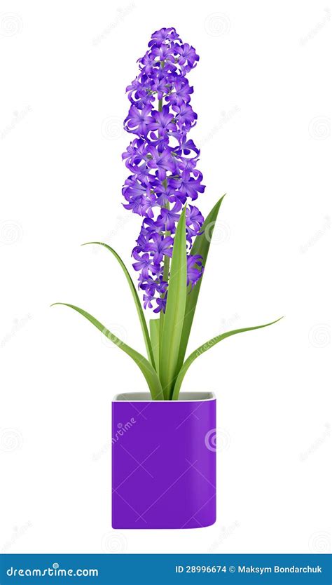 Purple Flower In Pot Isolated On White Stock Images Image 28996674