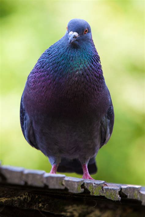 Male Pigeon Free Stock Photo Public Domain Pictures