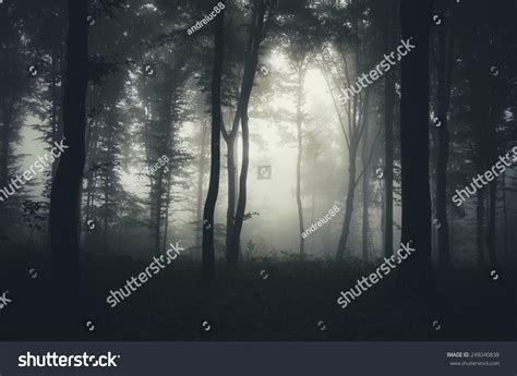 Light Beam In Misty Dark Forest Stock Photo 249240838