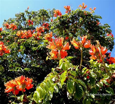 Orangeflowertree 1600×1453