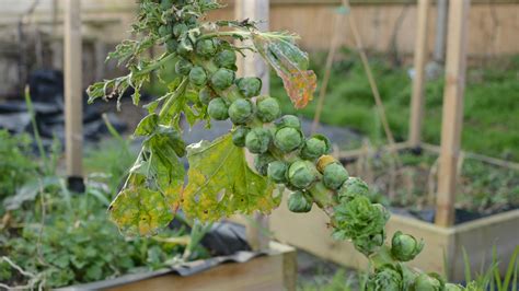 How To Grow Brussels Sprouts Guide To Planting And Growing