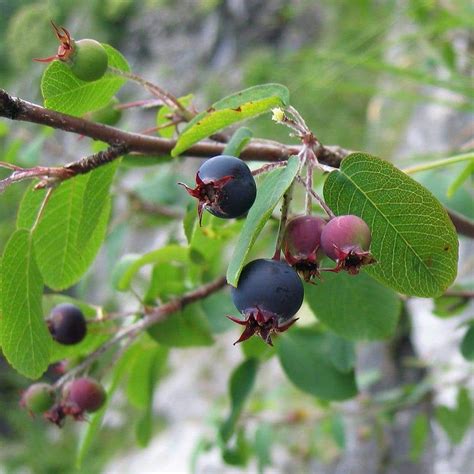 Due to years of breeding and selection work in the usa, combined with the emergence of dwarf rootstocks grafted lower down the stem, we can offer you a fantastic range of mini fruit trees. Serviceberry 'Dwarf Garden' - (Amelanchier ovalis) in 2020 ...