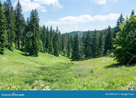 Bulgaria Summer Rhodope Mountains And Coniferous Forest Stock Image