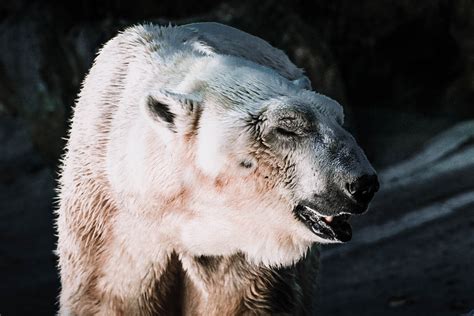 Top 5 Reasons Polar Bears Are Un Bear Ably Cute And We Don