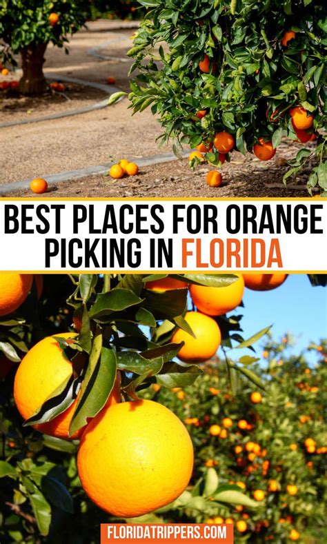The Best Orange Groves In Florida To Pick Your Own Citrus Florida
