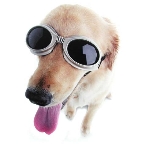 Doggles At Pet Accessories Dog Goggles Pets
