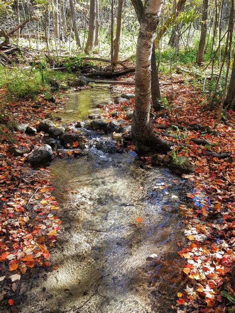 Crystal Clear Stream Flows Between Autumn Leaves Autumn Leaves