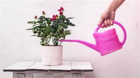Except large variety of roses, you can grow all type of roses in containers. Miniature Rose Bush Care - Roworth - Flower Gardening Tips ...