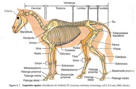 Atlas De Huesos En Equinos Anatomia Veterinaria