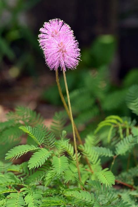 With the reputation of flower city, it also inspired the athletes' best. Sunshine Mimosa | Mimosa, Flowers, Plants