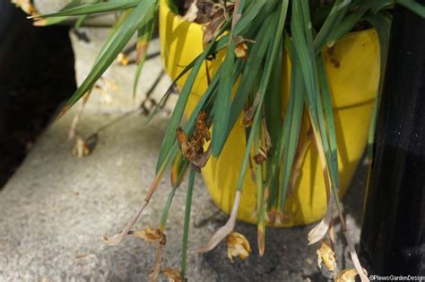 What to do with dead daffodils in the garden. 5 Miniature Daffodils for Pots and Containers | Garden ...