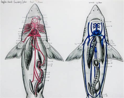 Shark Heart Diagram