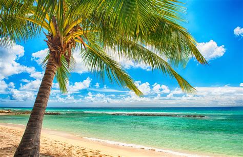 Tropical Paradise Beach Palms Sea Ocean Sunshine Summer
