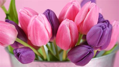 Pink And Purple Tulips Flowers Wallpaper 1600x900 Resolution