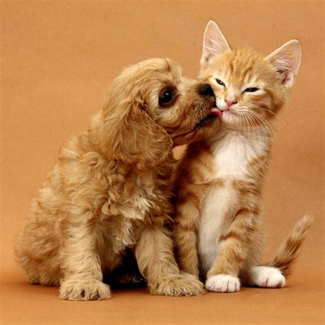 Download 5 Tips to Help a Cat and a Dog Live Together and Get Along