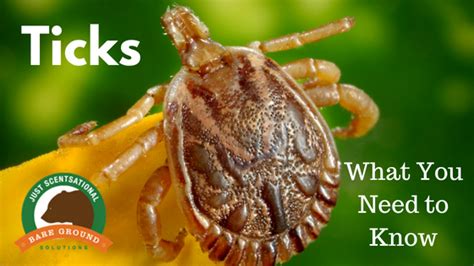 Ticks What You Need To Know Bare Ground Solutions