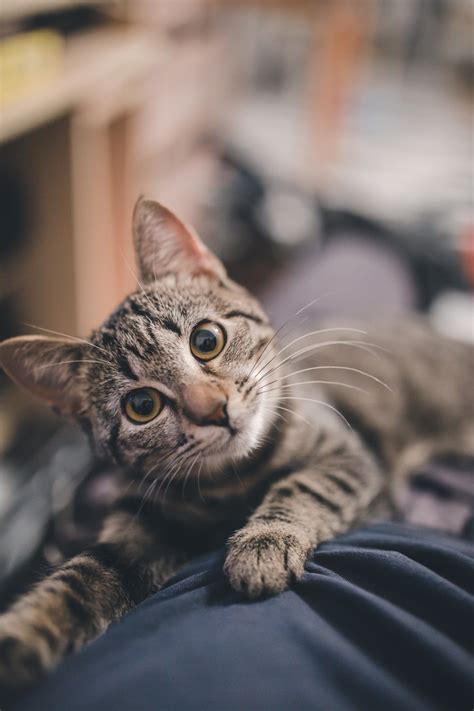 Search for free photos of cats, add them to collections or upload your own cat photos on april fool's see, when i grew up, there weren't actually cat pics on the internet, there wasn't enough bandwith for. Cat Wallpapers: Free HD Download 500+ HQ | Unsplash