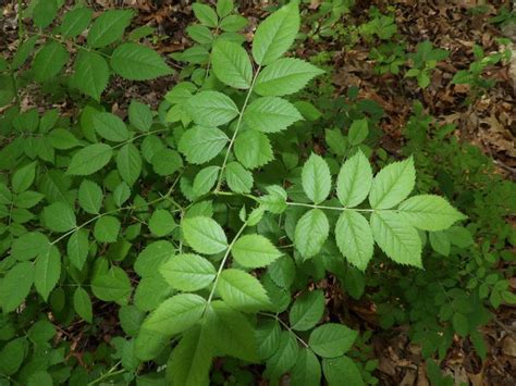 15 Invasive Plants That Could Be Wreaking Havoc On Your Yard Or Garden
