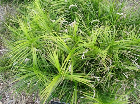 36 Palm Sedge Gardening With Native Grasses In Cold Climates