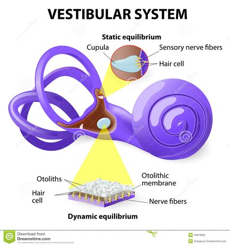 336 likes · 1 talking about this. Sistema vestibolare illustrazione vettoriale. Illustrazione di ellittico - 40618050