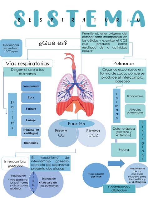 Mapa Conceptual Sistema Respiratorio Pdf Pulmón Sistema Respiratorio