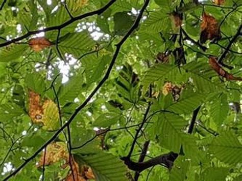 Ct Beech Trees Affected By New Pest The Wilton Bulletin