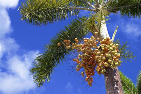 Palm Tree Seeds Demoder