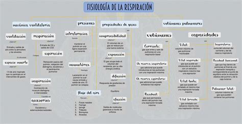 Mapa Conceptual Fisiolog A De La Respiraci N Udocz