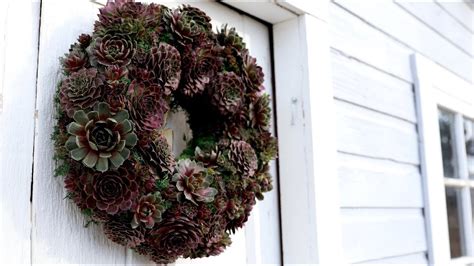 The leaves would grow larger and far apart, the plant would start stretching from the centre in search of light and on the whole it would how to reintroduce a succulent back outside after it has been without light. This Succulent Wreath can Survive Outside in the Winter! 🌿 ...