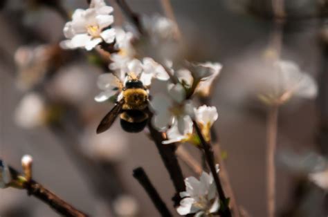 This afternoon bumble priced its ipo at $43 per share, ahead of its raised ipo range of $37 to $39 per share. Bumble Bee On Cherry Tree Free Stock Photo - Public Domain ...
