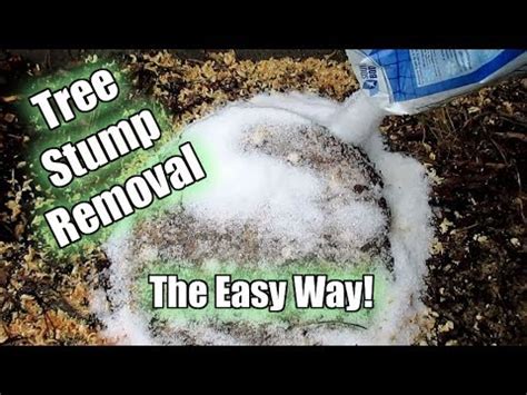 It's called a salt because of its chemical structure. Possibly The Easiest Way To Remove A Tree Stump! Using ...