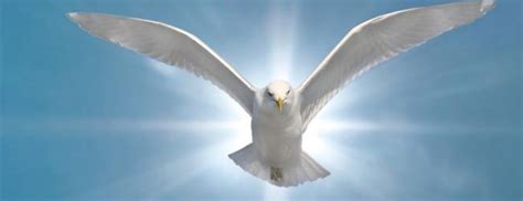 Frasi d'auguri per il cresimato che con la cresima diventa soldato di cristo come. Frasi di auguri per la Cresima - Frasi Celebri .it