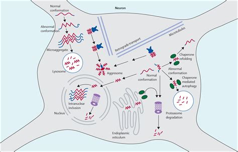 Huntingtons Disease From Molecular Pathogenesis To Clinical Treatment