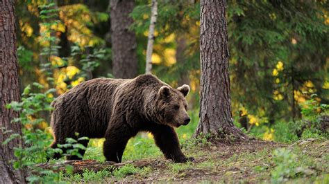 Wallpaper Brown Bear Bear Tread Step Walk Forest Trees Foliage