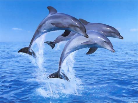 39 Colorful Dolphin Wallpaper