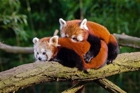 5184x3456 Panda Lesser Panda Red Panda Branch Rest Sleep