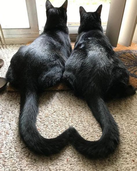 Two Black Cats Who Love Each Other Cat Blackcats Feline Sötaste