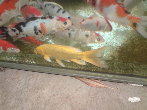 Temukan berbagai macam gambar ikan hias yang bisa anda jadikan koleksi untuk memenuhi aquarium. jasa perawatan aquarium/kolam: jual ikan hias air tawar ...
