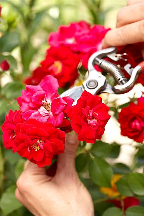 How To Deadhead Roses The Easy Way Better Homes And Gardens