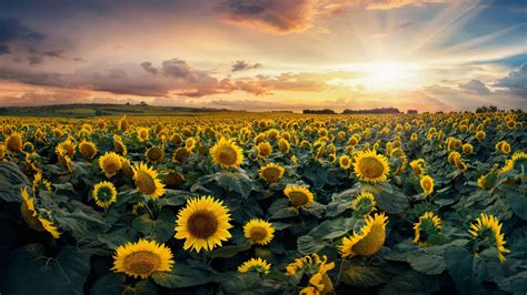 Sky Yellow Field Sunlight Sunflower Fisheye Effect Flower Sea 4k