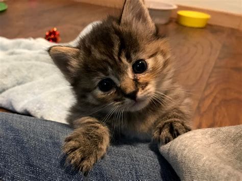 I foster kittens for my local shelter. They're all cute, but this is ...
