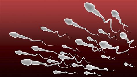 Sperm Swim Against The Current Everyday Health