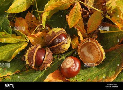 Conkers In Spiked Husk Aesculus Hippocastanum Horse Chestnut Tree