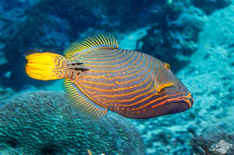 Orangelined Triggerfish Facts And Photographs Seaunseen