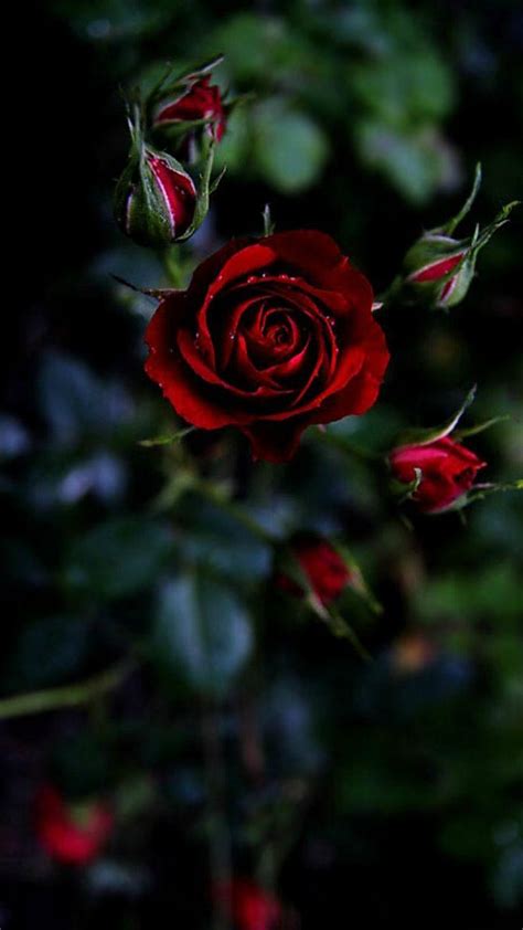 Mobile Red Rose Flowers Wallpapers Wallpaper Cave