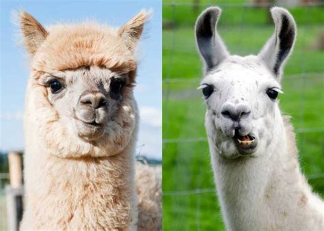 Alpaca vs Llama: 18 Differences Between Llamas and Alpacas | Everywhere
