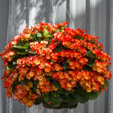 Check spelling or type a new query. Rhine Begonia Moss Hanging Basket | Hanging plants, Plants ...