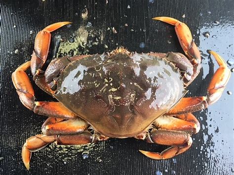 2019 Was Highest Value Year On Record For Dungeness Crab In Southeast